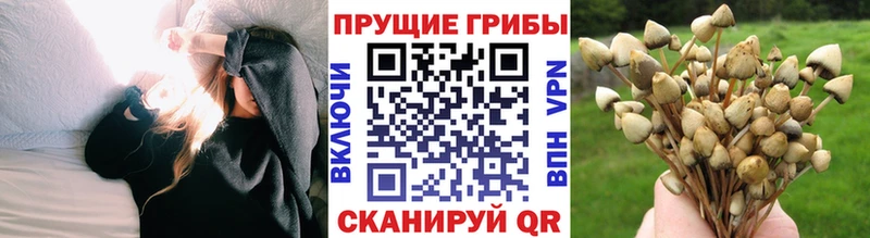 Купить  Вышний Волочёк  Псилоцибиновые грибы Psilocybe 